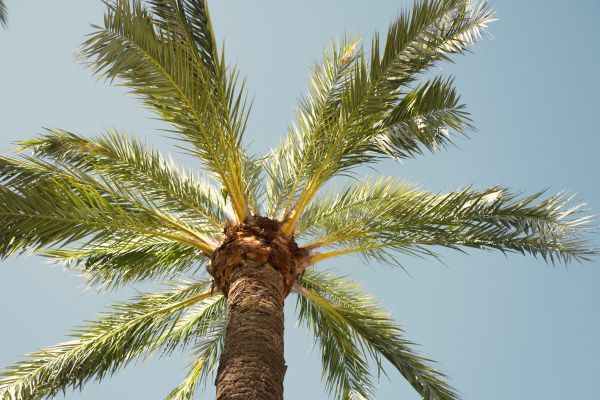 Palm Tree Pruning in Norman