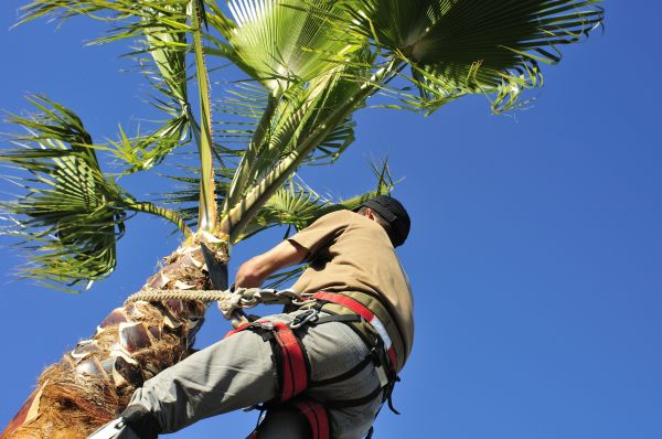 Palm Tree Trimming in Norman