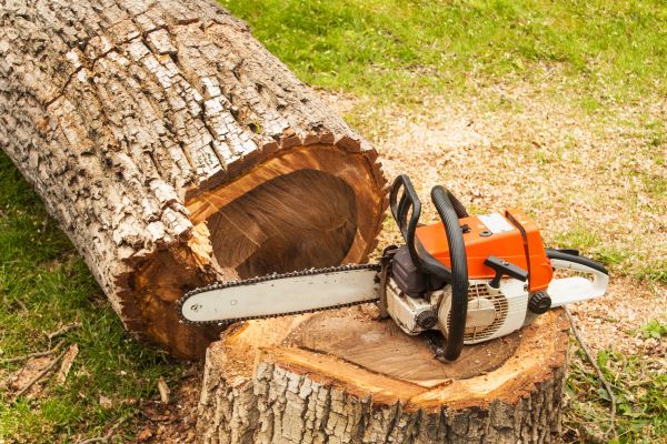 Tree Cutting Service in Norman