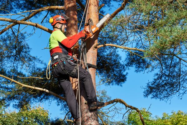 Tree Service in Norman