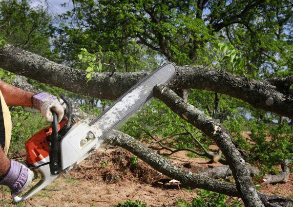 Tree Branch Cutting in Norman