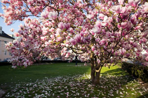 Ornamental Tree Pruning in Norman