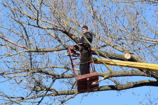 Emergency Tree Trimming in Norman