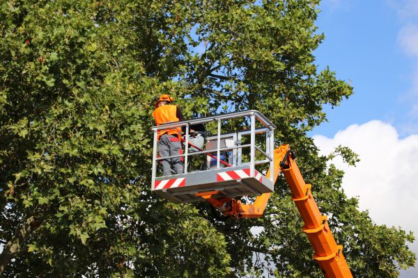 Commercial Tree Service in Norman