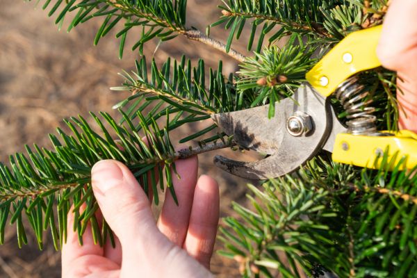 Pine Tree Pruning in Norman