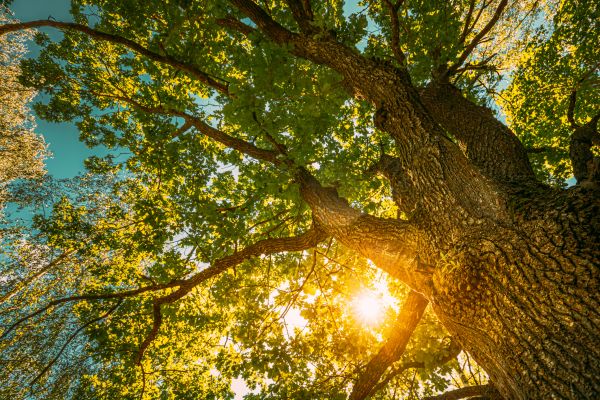 Oak Tree Pruning in Norman