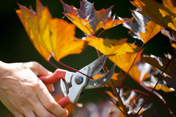 Maple Tree Pruning in Norman