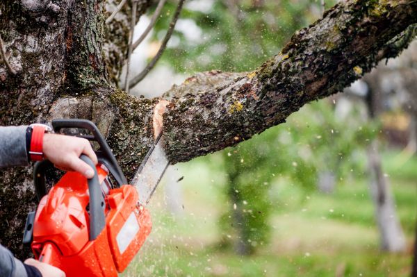 Tree Limbs Removal in Norman
