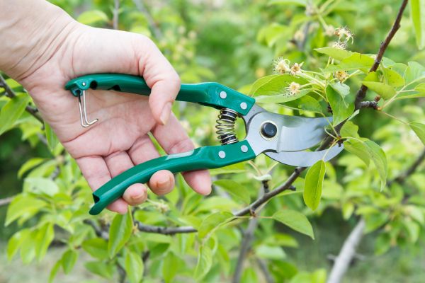 Pear Tree Pruning in Norman