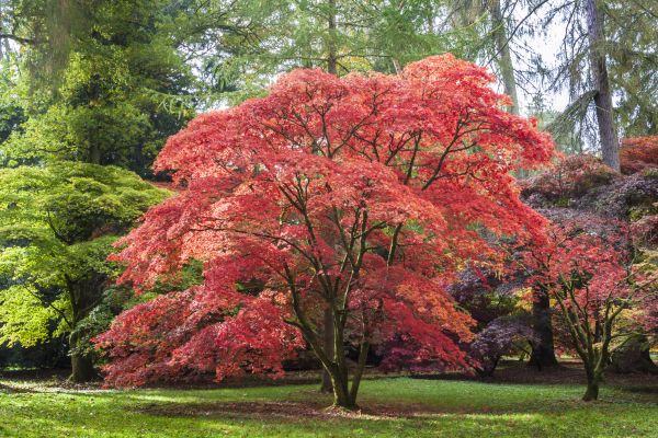 Japanese Maple Pruning in Norman