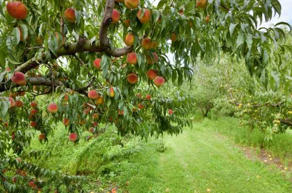 Peach Tree Pruning in Norman