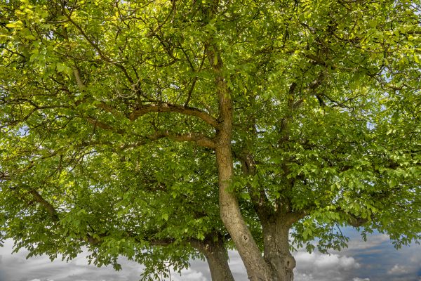 Walnut Tree Trimming in Norman
