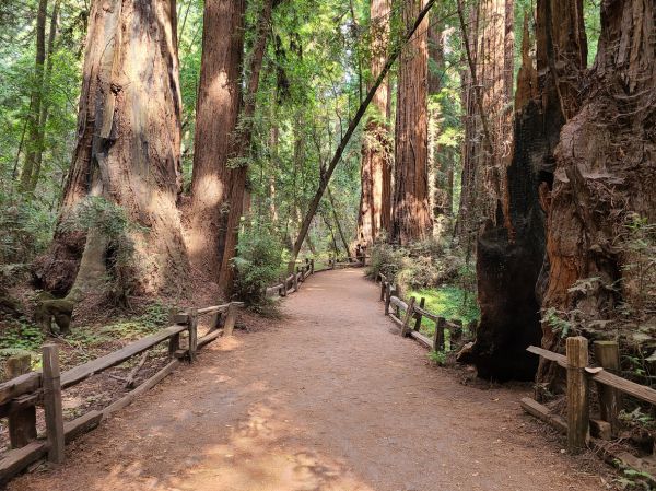 Redwood Tree Pruning