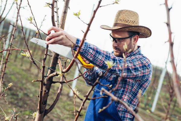 Orchard Tree Pruning in Norman