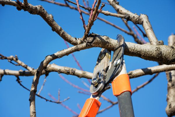 Peach Tree Trimming in Norman