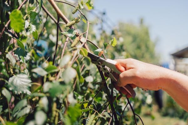 Birch Tree Pruning in Norman