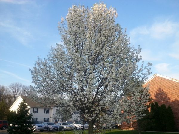 Bradford Pear Tree Pruning in Norman
