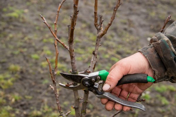 Pear Trees Pruning in Norman