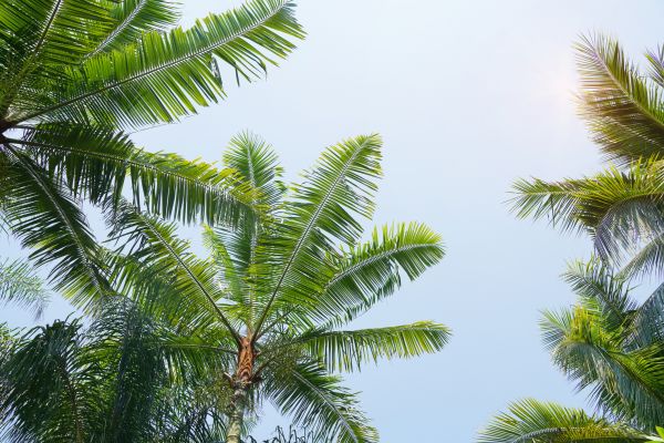 Queen Palm Tree Trimming in Norman