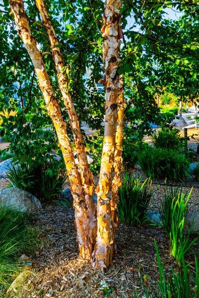 River Birch Trimming in Norman
