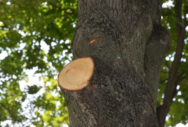 Limb Cutting in Norman