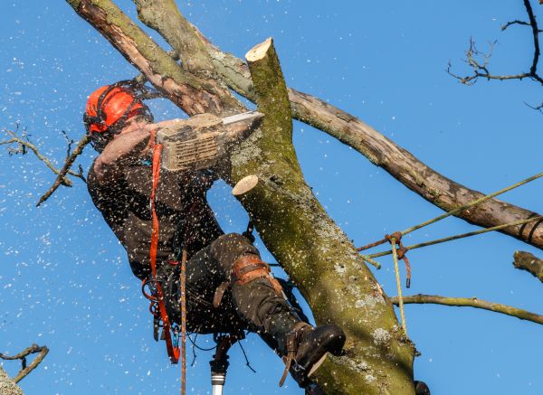 Tree Trimming Service in Norman