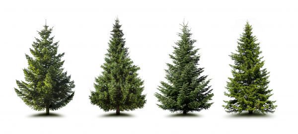 Cost of Pine Tree Trimming in Norman