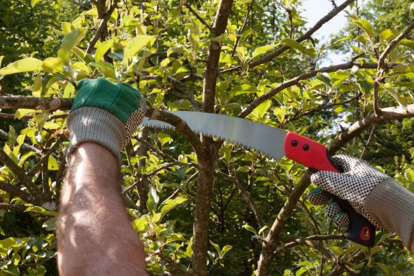 Apple Tree Trimming in Norman
