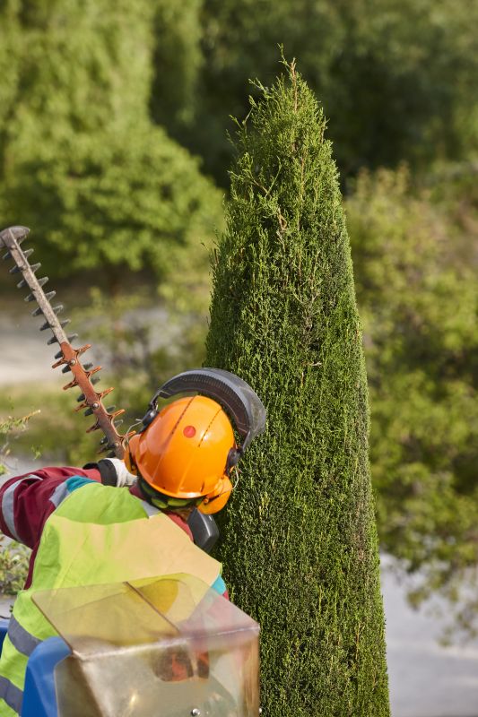Cypress Tree Pruning