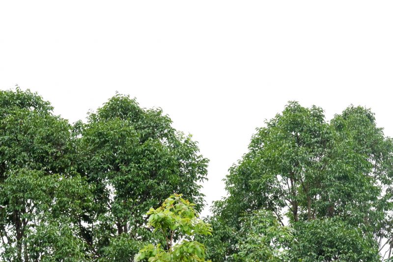 Tree Crown Shaping detail