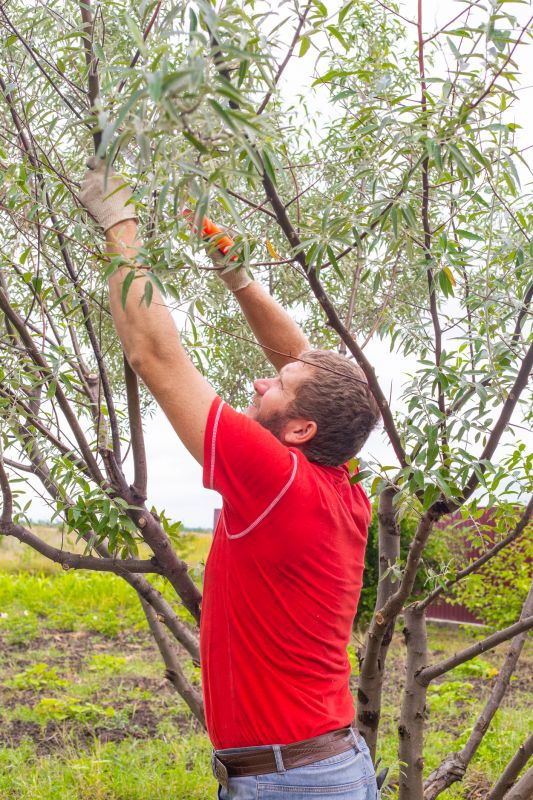 Tree Pruning detail
