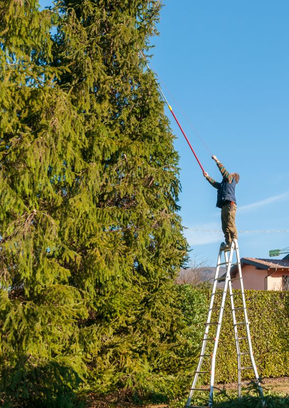 Tree Health Maintenance